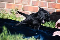 Light brown, a female Labrador Retriever for sale in Adairsville, GA – Photo 4 of 6
