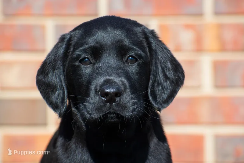 Light brown, a female Labrador Retriever for sale in Adairsville, GA – Photo 1 of 6