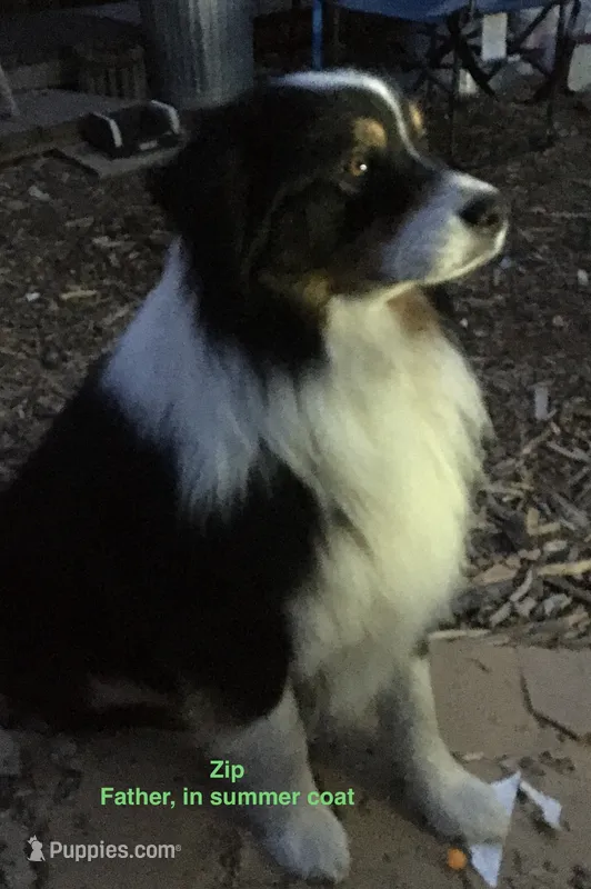 Lissa’s Litter – Australian Shepherd puppy for sale in Milaca, MN