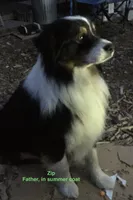 Lissa’s Litter, a  Australian Shepherd for sale in Milaca, MN – 1 of 4