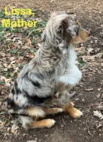 Lissa’s Litter, a  Australian Shepherd for sale in Milaca, MN – 3 of 4