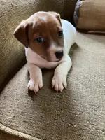 Venus, a female Jack Russell Terrier for sale in Milaca, MN – 5 of 7