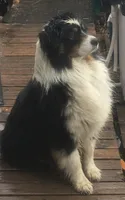 Lissa’s Litter, a  Australian Shepherd for sale in Milaca, MN – 2 of 4