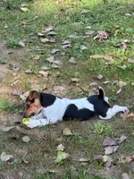 Roscoe/Penny, a  Jack Russell Terrier for sale in Milaca, MN – Photo 7 of 10