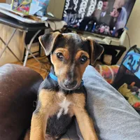 Roscoe/Penny, a  Jack Russell Terrier for sale in Milaca, MN – Photo 6 of 10