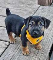 Roscoe/Penny, a  Jack Russell Terrier for sale in Milaca, MN – Photo 9 of 10