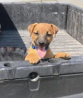 Roscoe/Penny, a  Jack Russell Terrier for sale in Milaca, MN – Photo 3 of 10