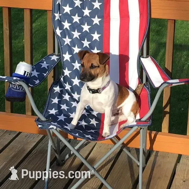 Roscoe/Penny, a  Jack Russell Terrier for sale in Milaca, MN – Photo 10 of 10