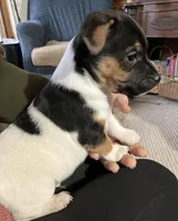 Roscoe/Penny, a  Jack Russell Terrier for sale in Milaca, MN – Photo 4 of 10