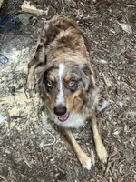 Lissa’s Litter, a  Australian Shepherd for sale in Milaca, MN – 4 of 4