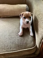 Venus, a female Jack Russell Terrier for sale in Milaca, MN – 7 of 7