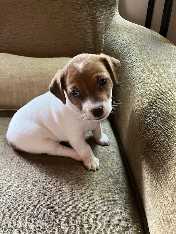 Venus – Jack Russell Terrier puppy on hold in Milaca, MN