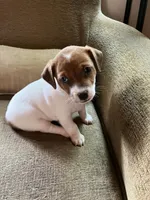 Venus, a female Jack Russell Terrier for sale in Milaca, MN – 1 of 7