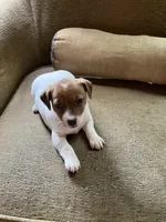 Venus, a female Jack Russell Terrier for sale in Milaca, MN – 4 of 7
