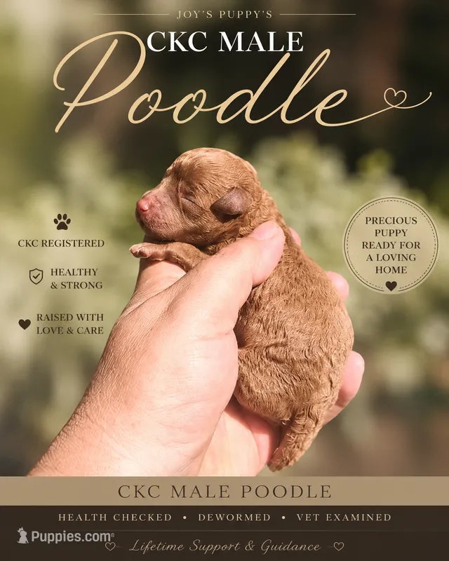 Nutter butt – Poodle - Toy  puppy for sale in Bradenton, FL