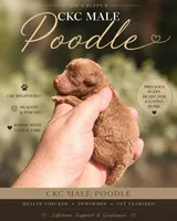 Nutter butt, a male Poodle - Toy  for sale in Bradenton, FL – 1 of 1