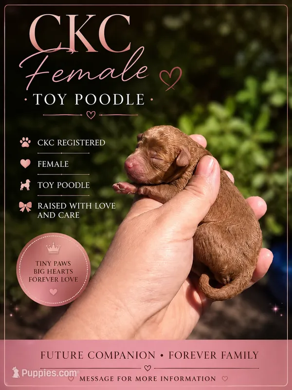 Juicy  – Poodle - Toy  puppy for sale in Bradenton, FL