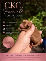 Juicy , a female Poodle - Toy  for sale in Bradenton, FL – 1 of 1