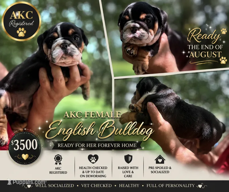 Lucy loo – English Bulldog puppy for sale in Bradenton, FL