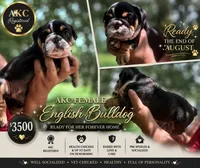 Lucy loo, a female English Bulldog for sale in Bradenton, FL – 1 of 1