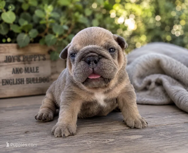 Ralph  – English Bulldog puppy for sale in Bradenton, FL