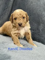 Brutus, a male Miniature Goldendoodle for sale in Massillon, OH – 3 of 4