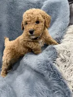 Archie, a male Miniature Goldendoodle for sale in Massillon, OH – 2 of 3