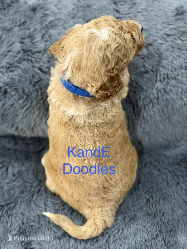 Brutus – Miniature Goldendoodle puppy for sale in Massillon, OH