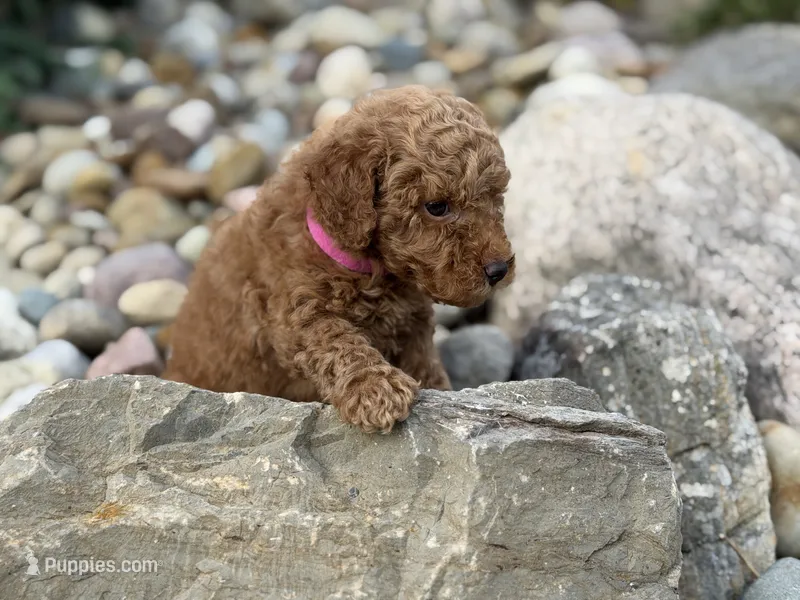 Tucker – Miniature Goldendoodle puppy for sale in Massillon, OH