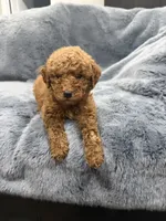 Tucker, a male Miniature Goldendoodle for sale in Massillon, OH – 2 of 2