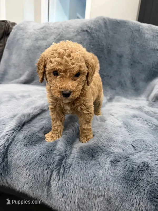 Archie – Miniature Goldendoodle puppy for sale in Massillon, OH