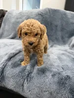 Archie, a male Miniature Goldendoodle for sale in Massillon, OH – 1 of 3