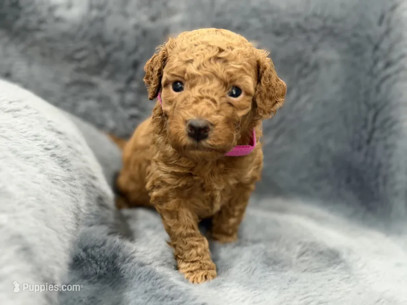 Tucker – Miniature Goldendoodle puppy for sale in Massillon, OH