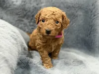 Tucker, a male Miniature Goldendoodle for sale in Massillon, OH – 1 of 2