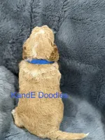 Brutus, a male Miniature Goldendoodle for sale in Massillon, OH – 4 of 4
