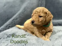 Bentley, a male Miniature Goldendoodle for sale in Massillon, OH – 2 of 4