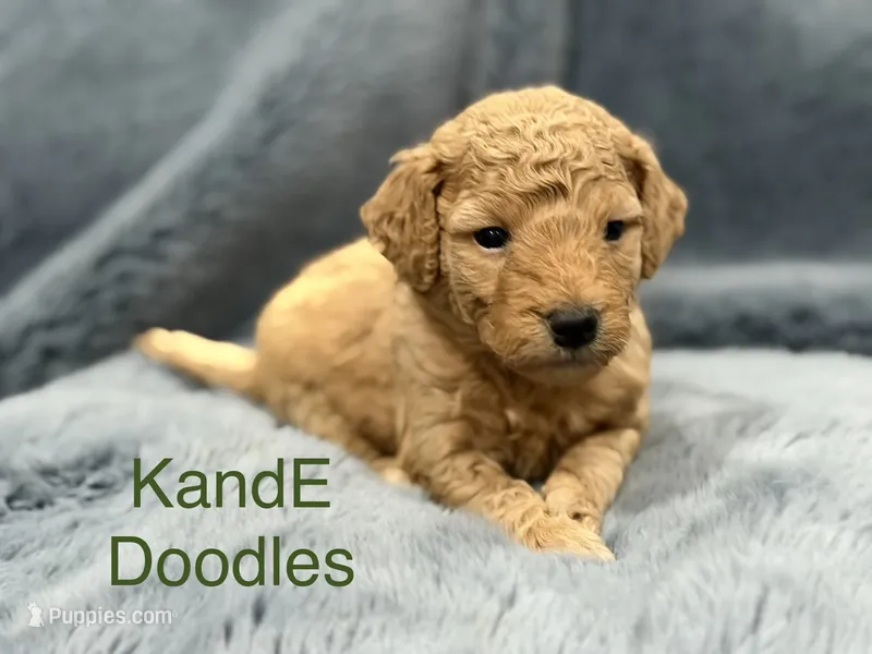 Bentley – Miniature Goldendoodle puppy for sale in Massillon, OH