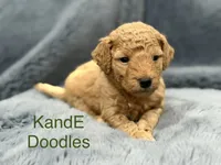 Bentley, a male Miniature Goldendoodle for sale in Massillon, OH – 1 of 4