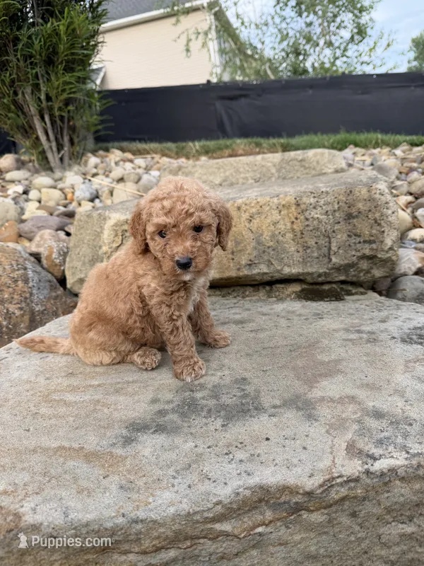 Archie – Miniature Goldendoodle puppy for sale in Massillon, OH