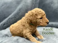 Bentley, a male Miniature Goldendoodle for sale in Massillon, OH – 4 of 4