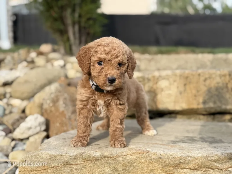 Bentley – Miniature Goldendoodle puppy for sale in Massillon, OH