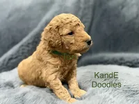 Bentley, a male Miniature Goldendoodle for sale in Massillon, OH – 3 of 4