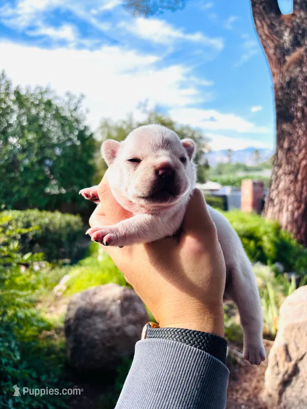 Tilly – French Bulldog puppy for sale in Tucson, AZ