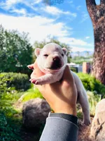 Tilly, a female French Bulldog for sale in Tucson, AZ – 1 of 1