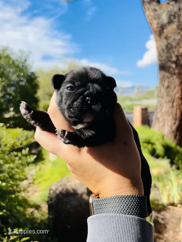 Pepper – French Bulldog puppy for sale in Tucson, AZ