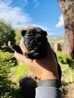 Pepper, a female French Bulldog for sale in Tucson, AZ – 1 of 1