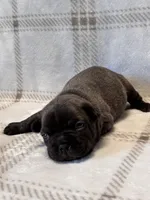 Peanut, a male French Bulldog for sale in Tucson, AZ – 3 of 4