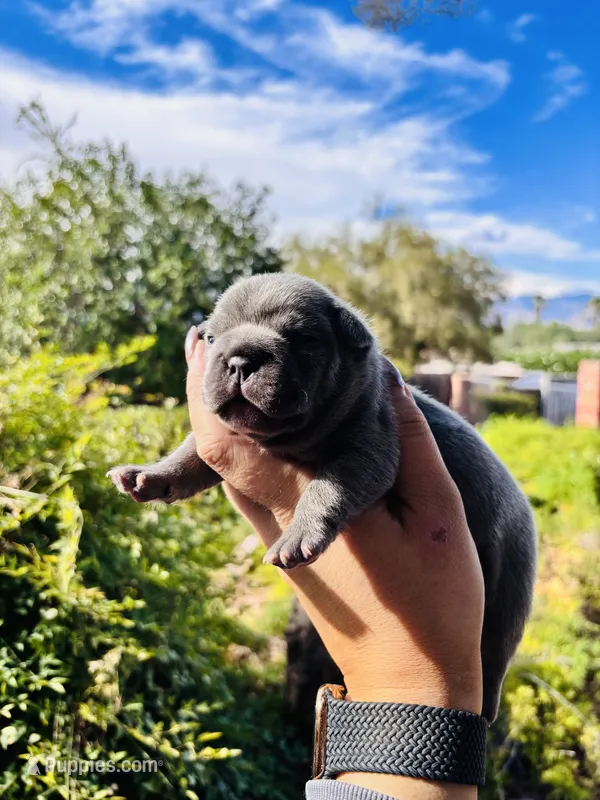 Melody – French Bulldog puppy for sale in Tucson, AZ