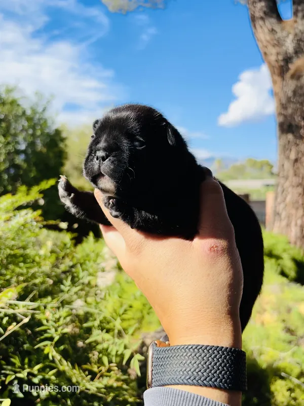 Pip – French Bulldog puppy for sale in Tucson, AZ