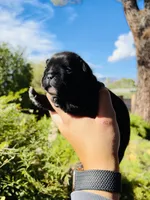 Pip, a female French Bulldog for sale in Tucson, AZ – 1 of 1